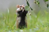 European hamster (Cricetus cricetus), young animal standing upright and reaching out for snowberry bush, Austria, Europe