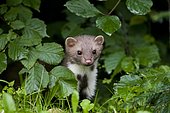 Beech marten (Martes foina), standing at the edge of the forest, Austria, Europe