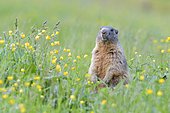 Alpine Marmot (Marmota marmota), upright in blooming meadow, Tyrol, Austria, Europe