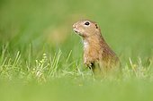 European ground squirrel (Spermophilus citellus) in grass, Kiskunság National Park, Hungary, Europe