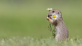 European ground squirrel (Spermophilus citellus) with daisies, Kiskunság National Park, Hungary, Europe