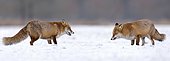 Two Red foxes (Vulpes vulpes), in winter, winter coat, snow, mating, pair, breeding season, Middle Elbe Biosphere Reserve, Saxony-Anhalt, Germany, Europe
