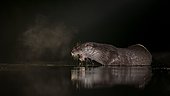 European otter (Lutra lutra) on night hunting in the water, search for food, National Park Kiskunság, Hungary, Europe