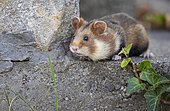 European hamster (Cricetus cricetus) in a park, Austria, Europe
