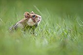 European hamster (Cricetus cricetus) in a green meadow, Austria, Europe