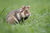 European hamster (Cricetus cricetus) in a green meadow, Austria, Europe
