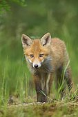 Red fox (Vulpes vulpes), cub in grass, Germany, Europe
