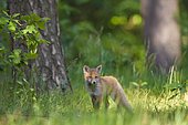 Red fox (Vulpes vulpes), cub in the forest, Germany, Europe