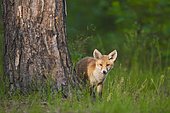 Red fox (Vulpes vulpes), cub in forest, Germany, Europe