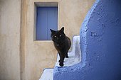 Domestic cat (Felis silvestris catus) on blue stairs, Oia, Santorini, Greece, Europe