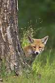 Red fox (Vulpes vulpes), cub hiding behind a tree, Germany, Europe