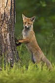 Red fox (Vulpes vulpes), cub standing up on a tree trunk, Germany, Europe