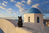 Domestic cat (Felis silvestris catus) in front of a church, Oia, Santorini, Greece, Europe