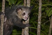 Aye-Aye (Daubentonia madagascariensis), nocturnal, rainforest, eastern Madagascar, Madagascar, Africa