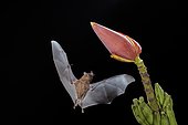 Pallas's long-tongued bat (Glossophaga soricina), at night, approaching a Bananas flower (Musa sp), Laguna del Lagarta, Costa Rica, Central America