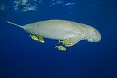 Snorkelers swimming with Dugong (Dugong dugon) with Golden Trevallys (Gnathanodon speciosus) under water surface, Red Sea, Hermes Bay, Marsa Alam, Egypt, Africa
