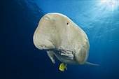 Dugong (Dugong dugon) with Golden Trevally (Gnathanodon speciosus) under water surface, Red Sea, Hermes Bay, Marsa Alam, Egypt, Africa