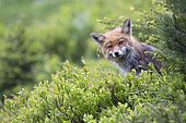 Red fox (Vulpes vulpes) stands in blueberry bush, Stubai Valley, Tyrol, Austria, Europe