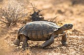 Agassiz's desert tortoise (Gopherus agassizii) walking in dry terrain, Valley of Fire, Mojave Desert, Nevada, USA, North America