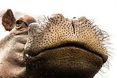 Hippo (Hippopotamus amphibius), animal portrait, Caprivi, Namibia, Africa