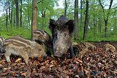 Wild boar (Sus scrofa), sow with piglets in spring forest, captive, North Rhine-Westphalia, Germany, Europe