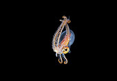 pelagic male Blanket Octopus, Tremoctopus species, blackwater dive off Anilao, Philippines, Pacific Ocean
