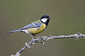 Great Tit (Parus major) a adult bird on a branch. Taken on a cold day in February in Sweden.