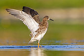 Ruff (Philomachus pugnax), side view of an adult female taking a bath in a pond, Campania, Italy