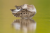 Ruff (Philomachus pugnax), adult female preening in a pond, Campania, Italy