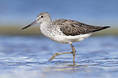 Greenshank (Tringa nebularia), side view of an adult walking in a pond, Campania, Italy