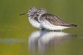 Greenshank (Tringa nebularia), side view of two adults standing in the water, Campania, Italy