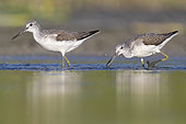 Greenshank (Tringa nebularia), two adults catching fish in a pond, Campania, Italy