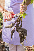 Recovery of the tuberose roots (Mirabilis jalapa) for replanting in the spring. First step: cut the stems of the torn plants.