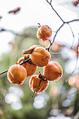 Khaki (Diospyros kaki) fruit at the end of autumn