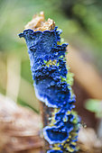 Cobalt crust (Terana caerulea) on an old boxwood stalk