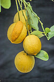 Cluster of lemon 'Meyer' one of which carries a chimera: the fruit is partly formed of orange.