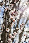 Almond tree (Prunus dulcis) in bloom in March