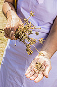 Garden Marigold (Calendula officinalis) Harvest