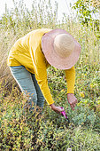 Woman harvesting Fringed rue (Ruta chalepensis) for maceration