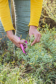 Woman harvesting Fringed rue (Ruta chalepensis) for maceration