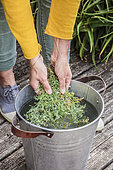 Preparation of a maceration of Fringed rue (Ruta chalepensis) against slugs