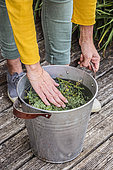 Preparation of a maceration of Fringed rue (Ruta chalepensis) against slugs