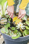 Cleaning an old leaf on a water lily (Nymphaea 'Pygmaea Helvola') grown in pots.