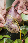 Examination of a water lily leaf (Nymphaea 'Pygmaea Helvola') infested with aphids.