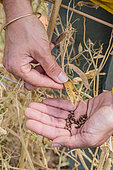 Woman harvesting sweet pea seeds (Lathyrus odoratus)