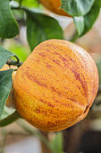 Variegated bitter orange 'Citrus aurantium Virgatum', 'Swiss bitter orange', 'Vatican Orange' or 'Lemon in lansquenets'