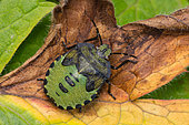 green shield bug – Palomena prasina, Castlewellan Forest Park, County Down, Northern Ireland, UK