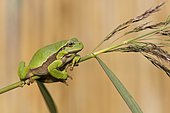 Tree frog (Hyla arborea), autumn, Middle Elbe Biosphere Reserve, Saxony-Anhalt, Germany, Europe