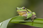 Tree frog (Hyla arborea), male, spring, Middle Elbe Biosphere Reserve, Saxony-Anhalt, Germany, Europe