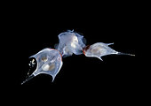 Sea Butterflies or Pteropod mollusks mating. Photographed during a Blackwater drift dive in open ocean at 50 feet with bottom at 600 plus feet below. Palm Beach, Florida, U.S.A. Atlantic Ocean